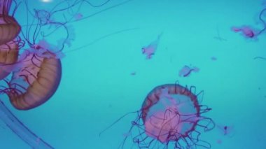 Bir büyük tuzlu su akvaryumu denizanası