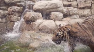 Esaret altında su havuzunda oynayan kaplanlar