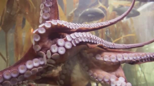Grote Octopus Grote Zoutwater Aquarium — Stockvideo