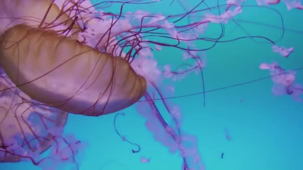 Meduse Grande Acquario Acqua Salata — Video Stock