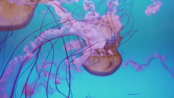 Meduse Grande Acquario Acqua Salata — Video Stock