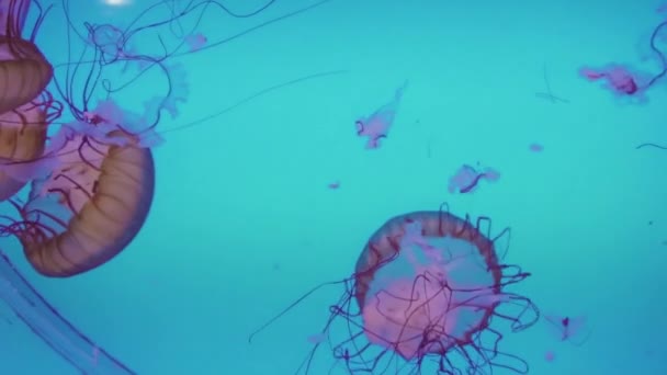 Medusa Grande Aquário Água Salgada — Vídeo de Stock