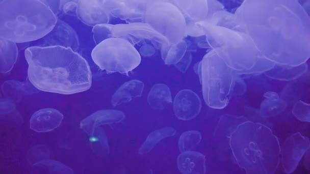 大型咸水水族馆里的水母 — 图库视频影像