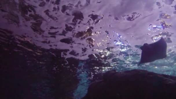 Ağır Çekim Bir Büyük Tuzlu Akvaryumdaki Vatoz — Stok video