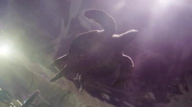 Ağır çekim. Bir büyük tuzlu su akvaryumdaki büyük deniz kaplumbağası