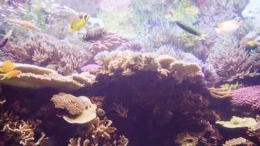 Ağır çekim. Büyük tuzlu su akvaryumu farklı balıklı