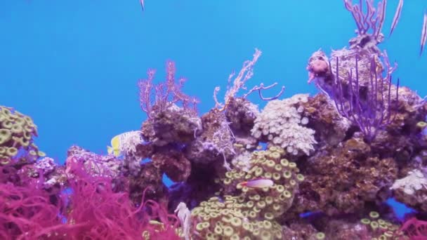 Slow Motion Små Sjöhästar Havet Vatten Akvarium Med Koraller — Stockvideo