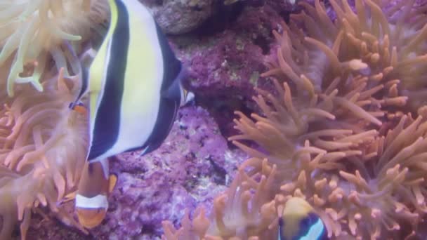 Movimento Lento Corais Com Pequenos Peixes Aquário Água Salgada — Vídeo de Stock