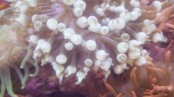 Slow Motion Koralen Met Kleine Vissen Zoutwater Aquarium — Stockvideo