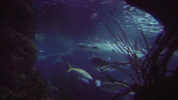 Μεγάλο Αλάτι Νερό Ενυδρείου Διάφορα Ψάρια — Αρχείο Βίντεο