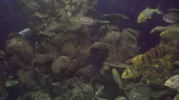 Großes Meerwasseraquarium Mit Verschiedenen Fischen — Stockvideo
