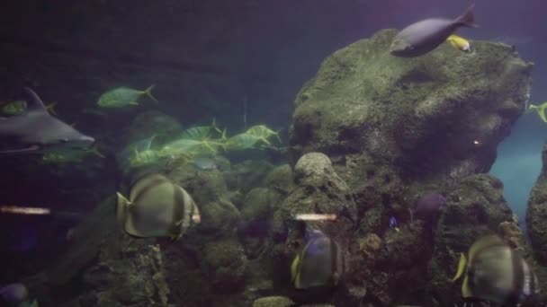 Grand Aquarium Eau Salée Avec Différents Poissons — Video