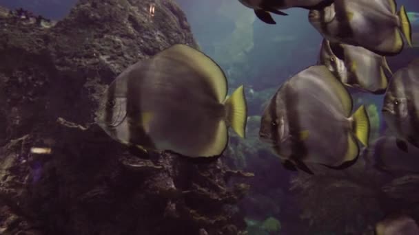 Grande Acquario Acqua Salata Con Pesci Diversi — Video Stock