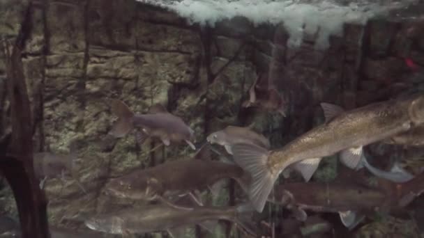 Ralenti Poissons Eau Douce Dans Grand Aquarium — Video