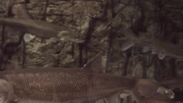 Ağır Çekim Tatlı Balık Içinde Büyük Bir Akvaryum — Stok video