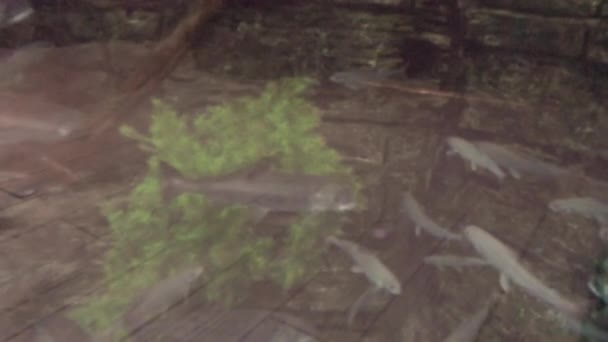 Zeitlupe Süßwasserfische Einem Großen Aquarium — Stockvideo