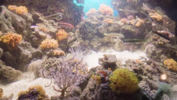 Au ralenti. Grand aquarium d'eau salée avec différents poissons 