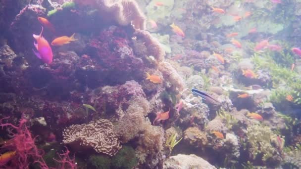 Медленное Движение Большой Аквариум Морской Водой Различными Рыбами — стоковое видео
