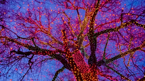 Árvore Grande Velha Decorada Com Luzes Natal Amarelas Alaranjadas Vermelhas — Fotografia de Stock