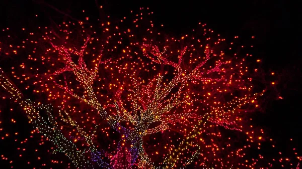 Oude Grote Boom Versierd Met Gele Oranje Rode Kerstverlichting — Stockfoto