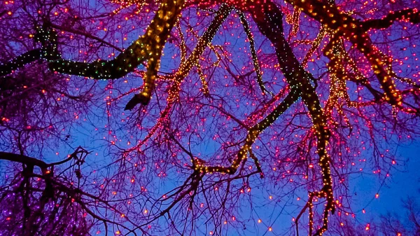 Eski Büyük Ağaç Sarı Turuncu Kırmızı Noel Işıkları Ile Dekore — Stok fotoğraf