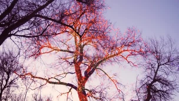 Antiguo Árbol Grande Decorado Con Luces Navidad Amarillas Naranjas Rojas — Vídeo de stock