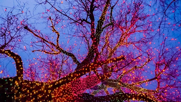 Árvore Grande Velha Decorada Com Luzes Natal Amarelas Alaranjadas Vermelhas — Fotografia de Stock