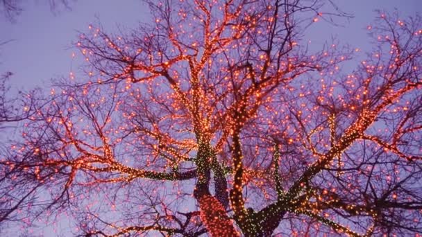 Antiguo Árbol Grande Decorado Con Luces Navidad Amarillas Naranjas Rojas — Vídeo de stock