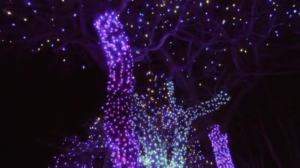 Alberi Decorati Con Luci Natale Blu Viola — Video Stock