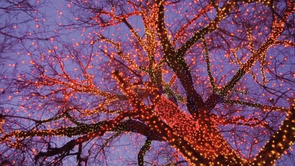 Старе Велике Дерево Прикрашене Жовтим Помаранчевим Червоним Різдвяними Вогнями — стокове відео