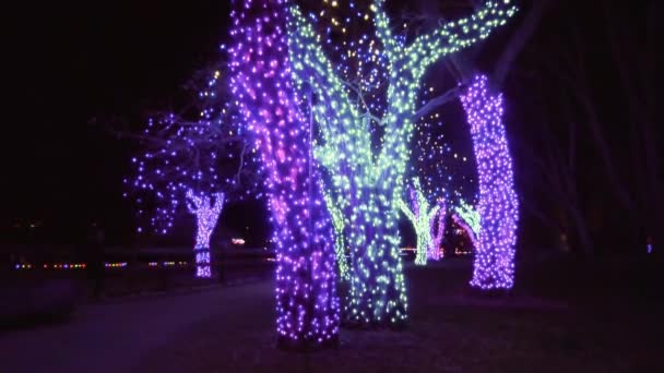 Árvores Decoradas Com Luzes Natal Azuis Roxas — Vídeo de Stock