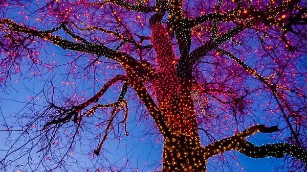 Old Big Tree Decorated Yellow Orange Red Christmas Lights — Stock Photo, Image