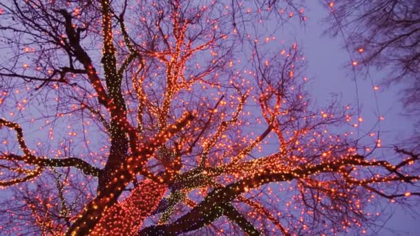 Παλιό Μεγάλο Δέντρο Διακοσμημένο Κίτρινο Πορτοκαλί Και Κόκκινα Φώτα Των — Αρχείο Βίντεο
