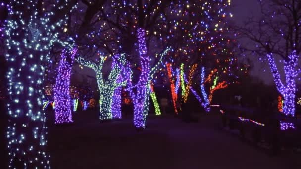 Bäume Mit Blauer Und Lila Weihnachtsbeleuchtung Geschmückt — Stockvideo