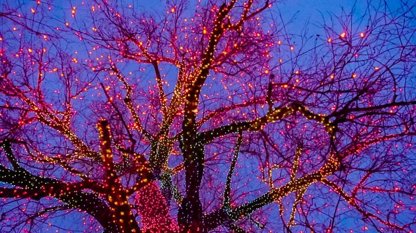 Vieux Grand Arbre Décoré Lumières Noël Jaunes Orange Rouges — Photo