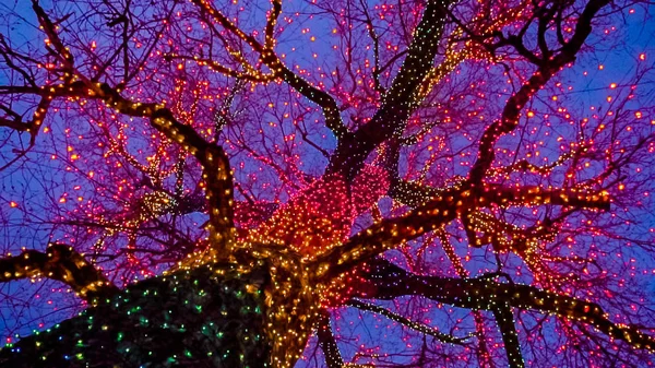 Antiguo Árbol Grande Decorado Con Luces Navidad Amarillas Naranjas Rojas — Foto de Stock