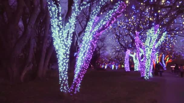 Bäume Mit Blauer Und Lila Weihnachtsbeleuchtung Geschmückt — Stockvideo