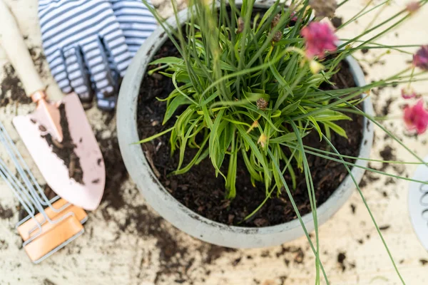 Gartenarbeit — Stockfoto