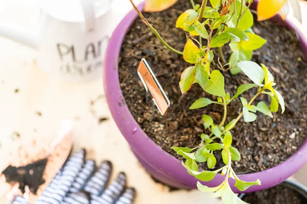 Planta de arándanos — Foto de Stock