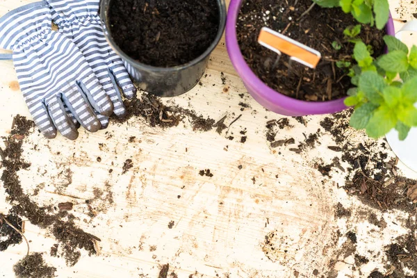 Berkebun — Stok Foto