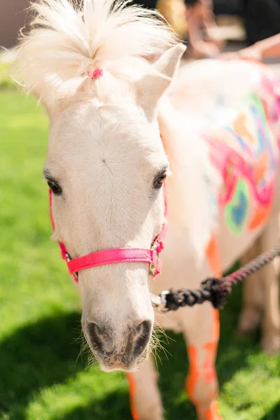 Fête d'anniversaire de la licorne — Photo