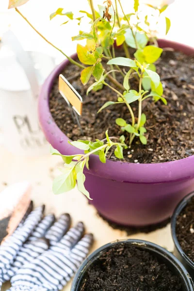 Bosbes plant — Stockfoto