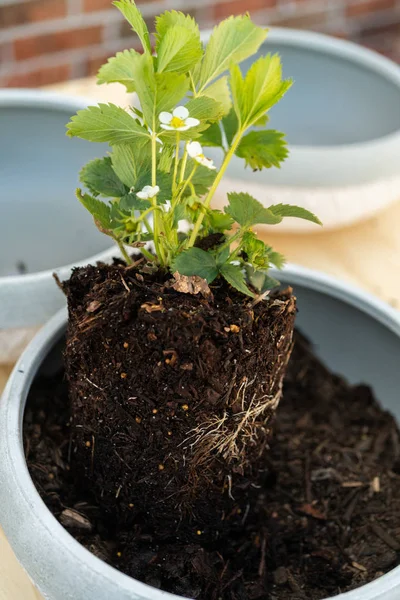 Planta de fresa —  Fotos de Stock