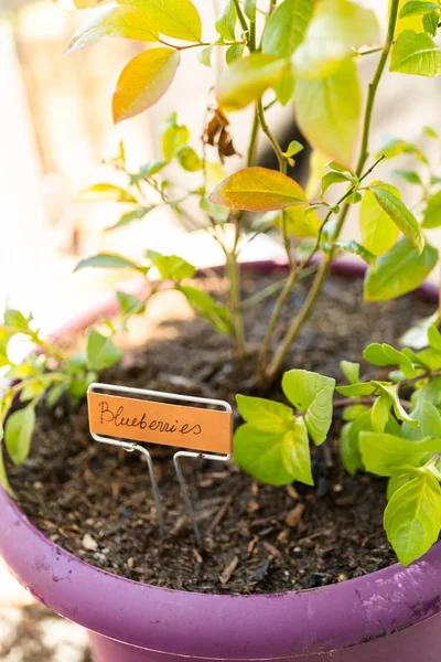 Bosbes plant — Stockfoto