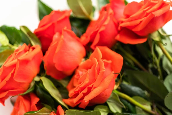 Red roses — Stock Photo, Image