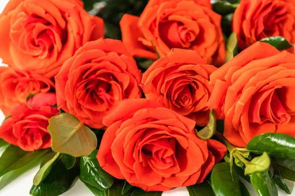 Red roses — Stock Photo, Image