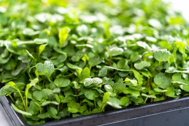 Büyük bir plastik tepsiden turp mikro sebzeleri topluyorum..