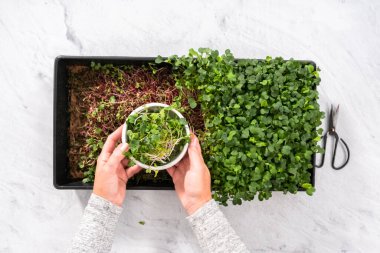 Düz yatıyordu. Büyük bir plastik tepsiden turp mikro sebzeleri topluyorum..