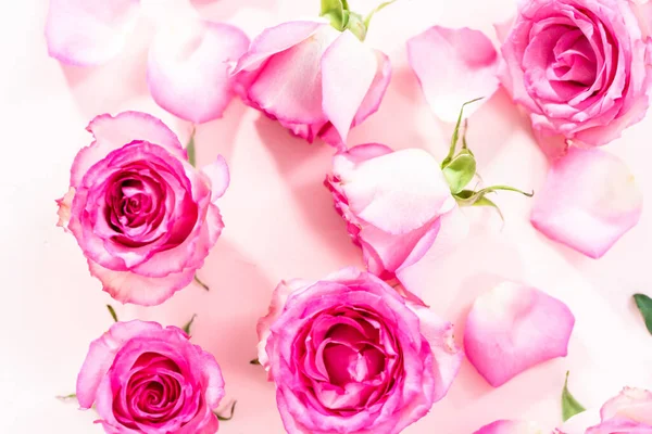 Rosa Rosas Pétalas Rosa Fundo Rosa — Fotografia de Stock