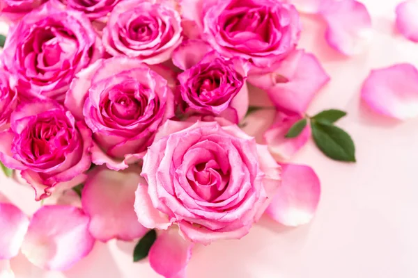 Pink Roses Rose Petals Pink Background — Stock Photo, Image